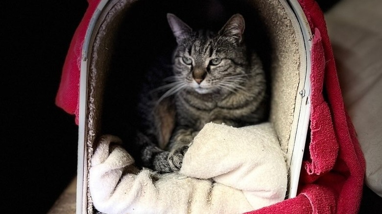 cat in mailbox