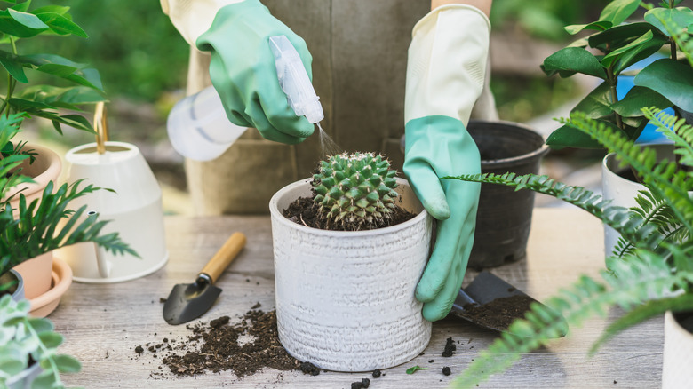 watering a cactus in a pot