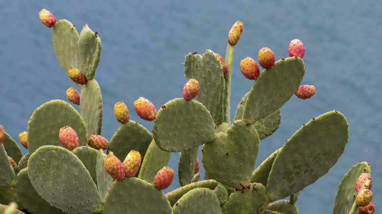 prickly pear cactus