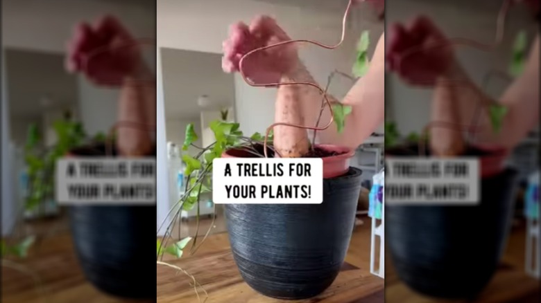 Hand planting indoor plant trellis