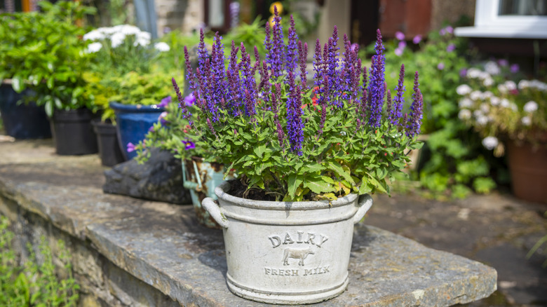 An old dairy pail is repurposed into a lovely flower pot for bright purple lavender.