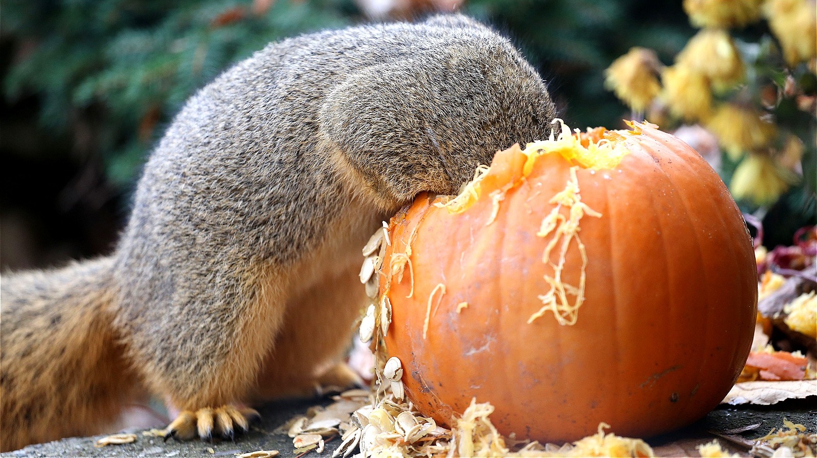 Give Your Pumpkins A Glossy Shine While Also Deterring Pests With A