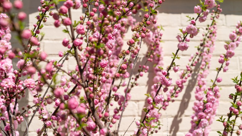 dwarf flowering almond blooming 