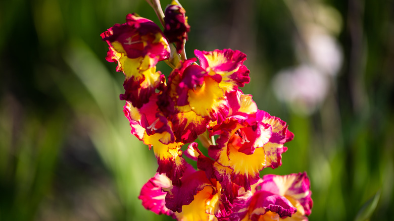 Close up gladiolus