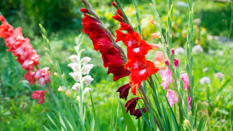 Gladiolus in garden bed