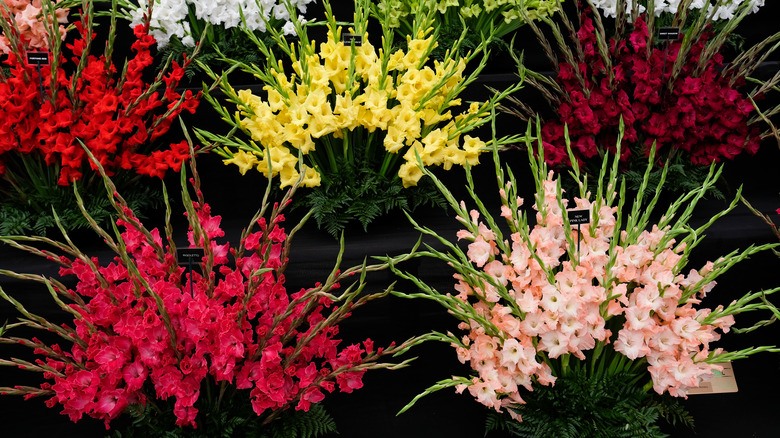 Displays of gladiolus