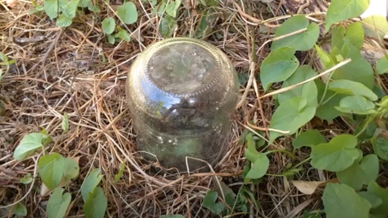 glass jar covering growing seedling