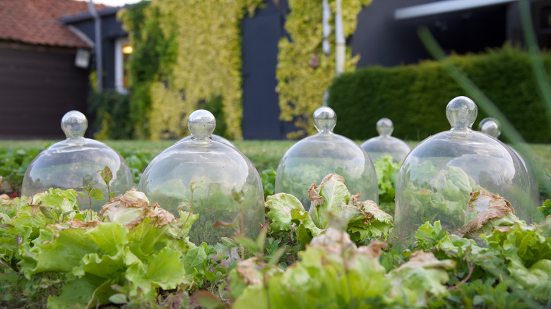 glass cloches in vegetable garden