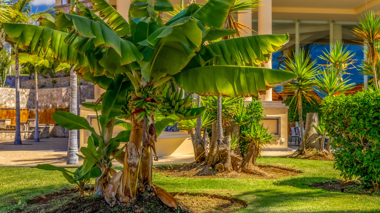 A fruiting dwarf banana plant in a large tropical garden