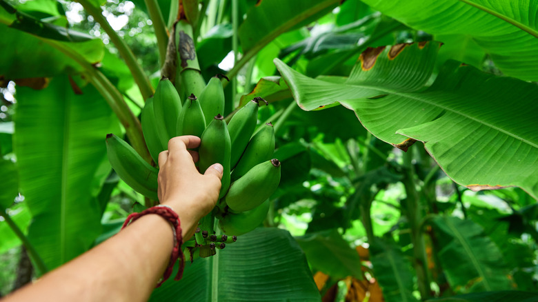 A person's hand checking one of the green bananas in a bunch growing on a banana plant