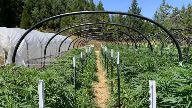 View of cannabis field