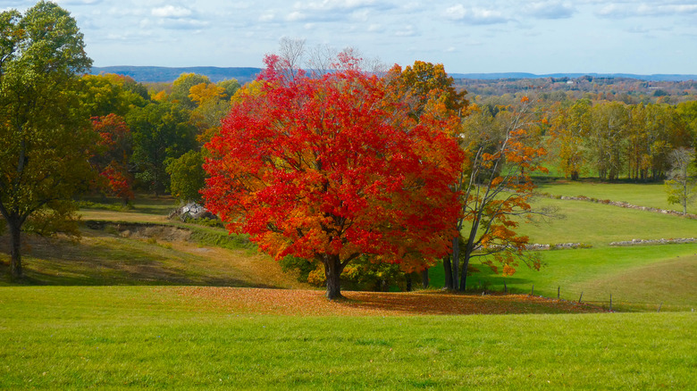 Sugar maple tree