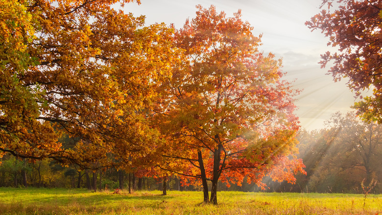 Red oak trees