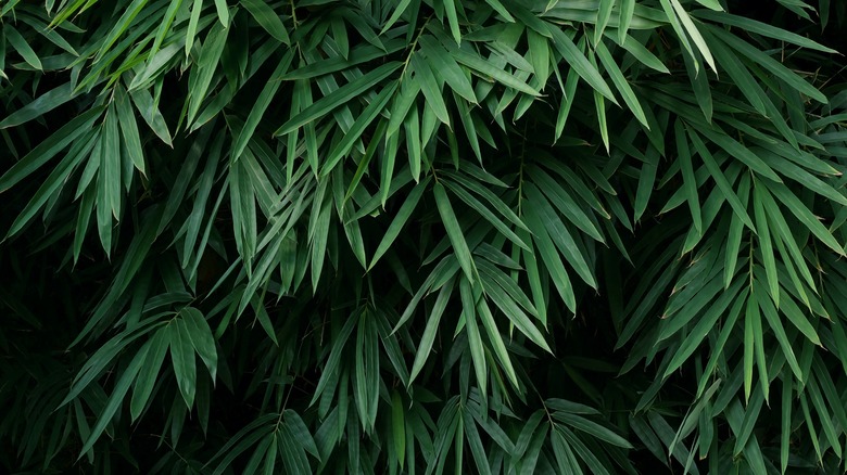 bamboo leaves