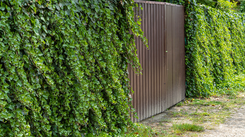 ivy wall