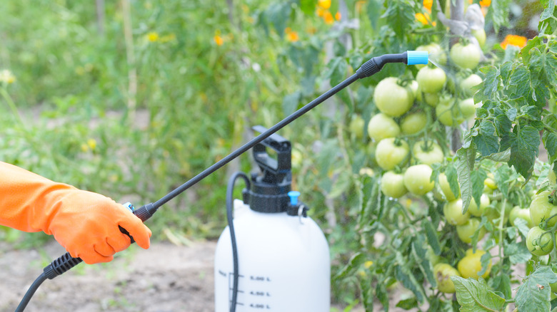 Person spraying plants