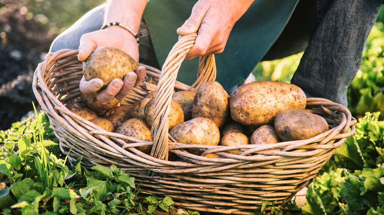 Basket of potatoes