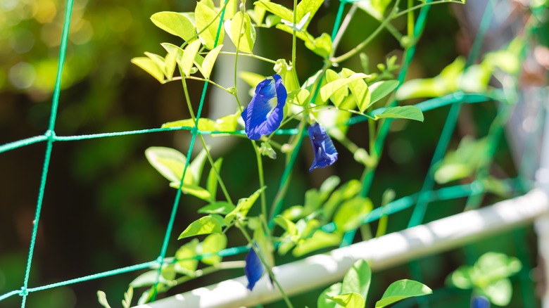 Butterfly flower in garden