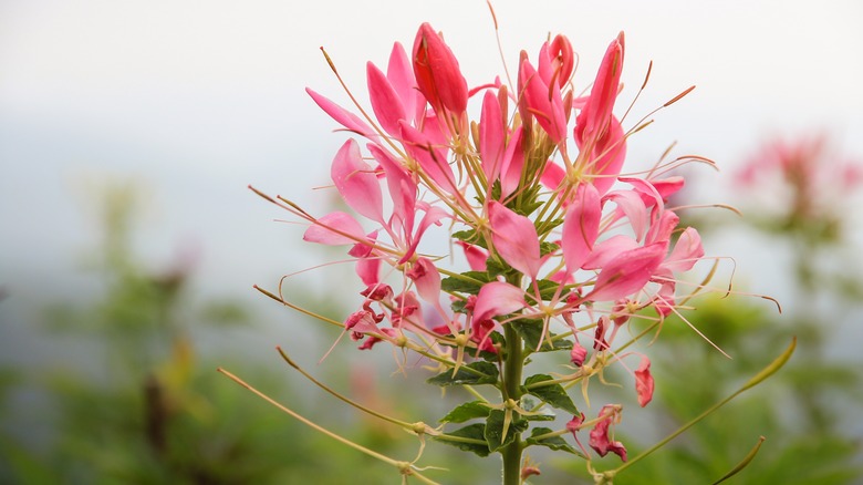 Pink cleome flower