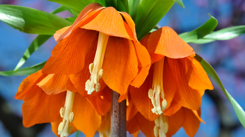 Orange crown imperial