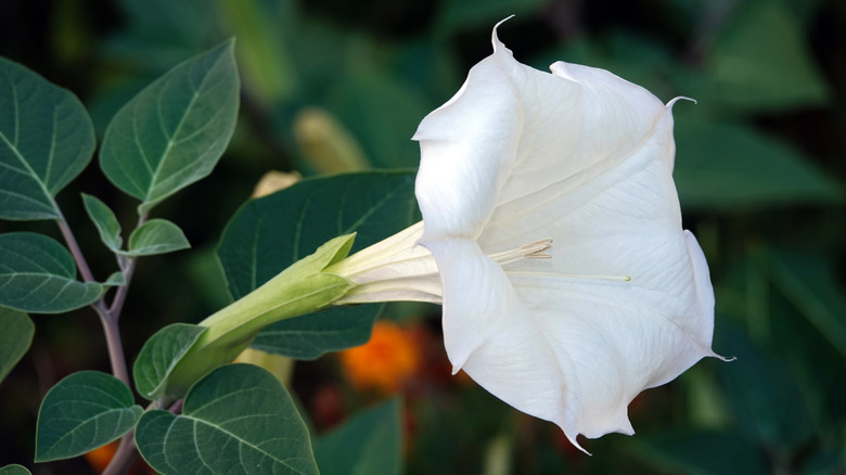 White datura flower