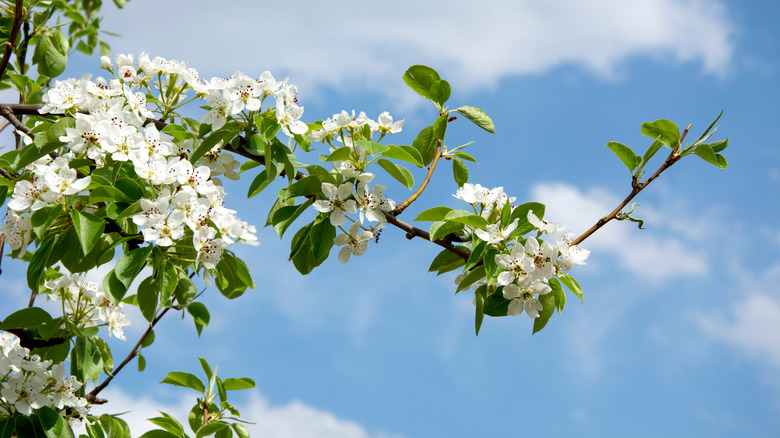 Blooming pear branch