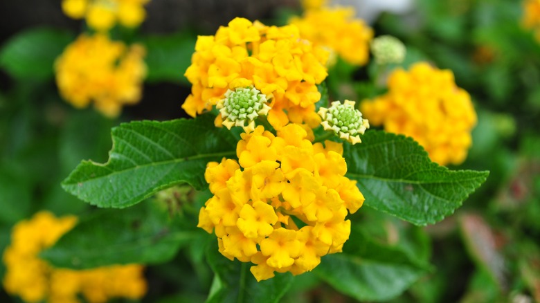 Yellow lantanas