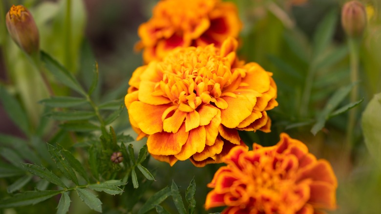 Yellow and orange marigolds