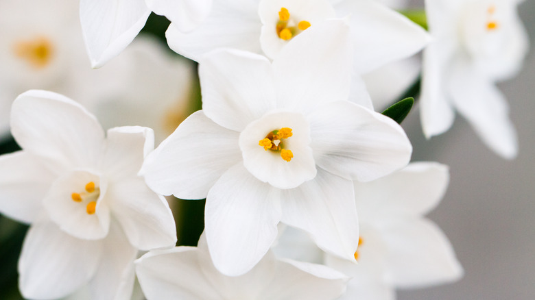 Close-up paperwhite narcissus flowers