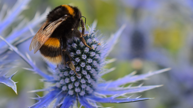 Bumble bee on sea holly