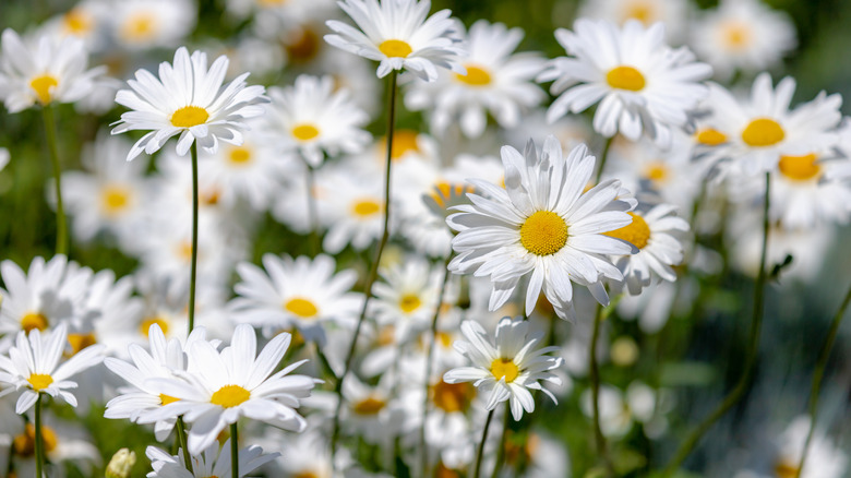 Shasta daisies in meadow