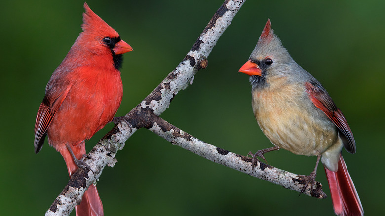 Pair of cardinal's on branch