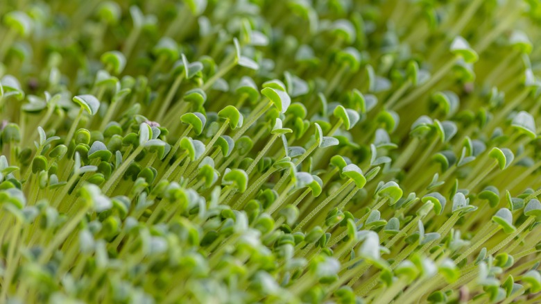 Up close view of chia seed sprouts