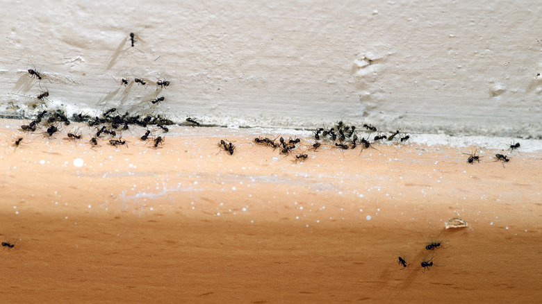 ants on a kitchen counter