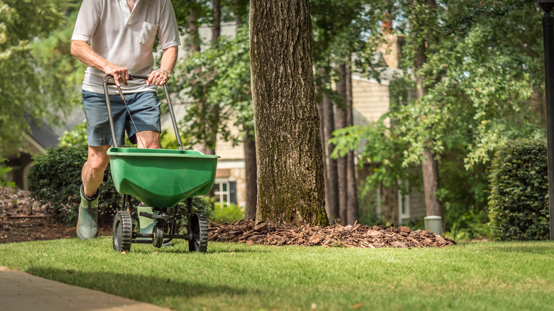 Person spreading grass seed