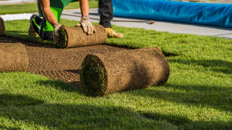 person laying out sod rolls