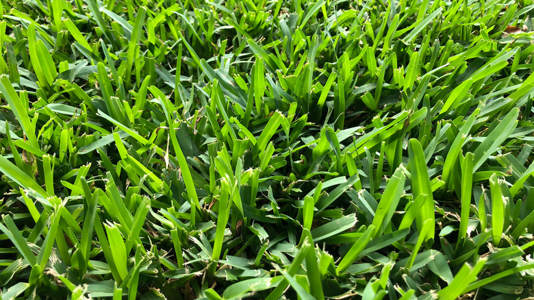 St. Augustine grass blades growing
