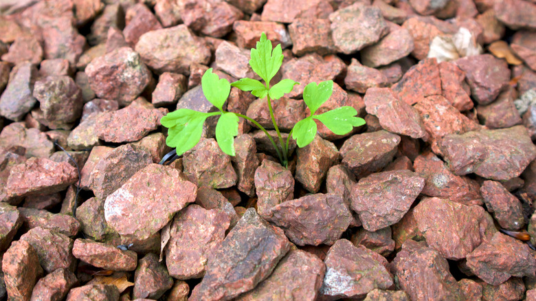 Green plant poking through gravel