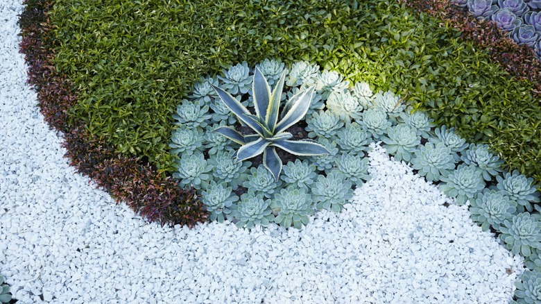 Gravel and succulents in swirled design