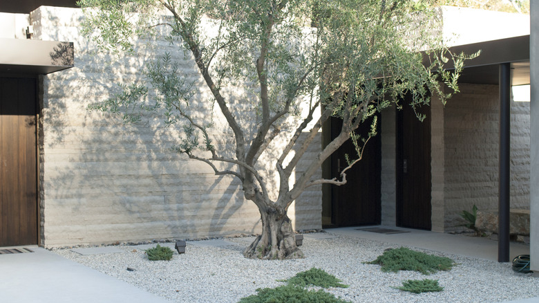 Gravel front yard with tree in the middle