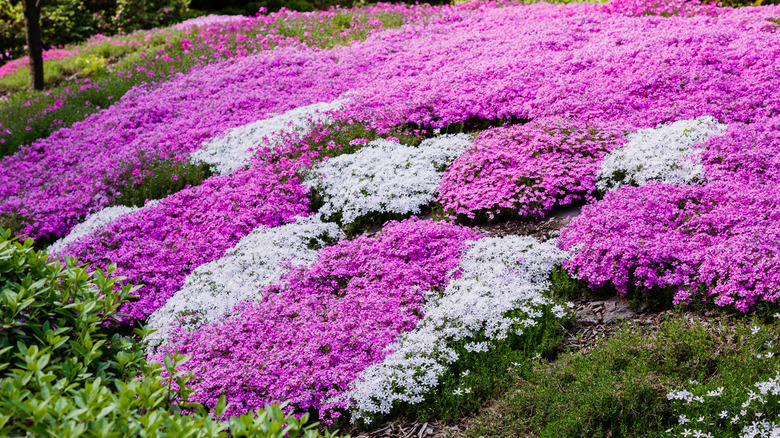 purple and white creeping thyme