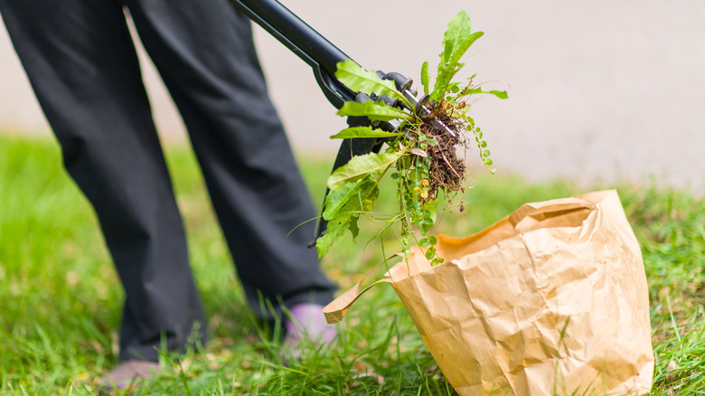 pulling weeds from yard