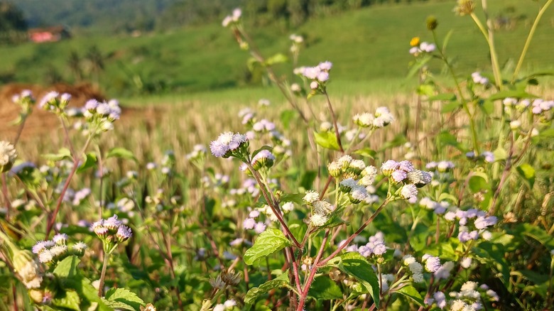 buckwheat cover crop