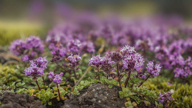 creeping thyme