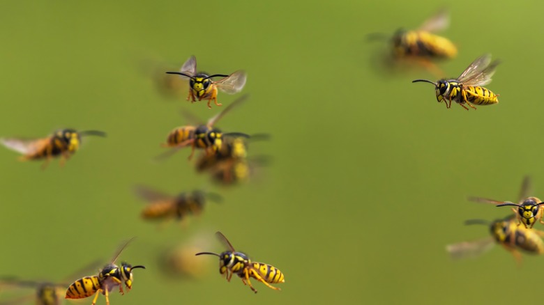 swarm of yellow jackets