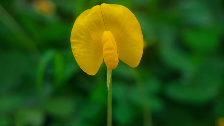 Arachis glabrata yellow flower in garden