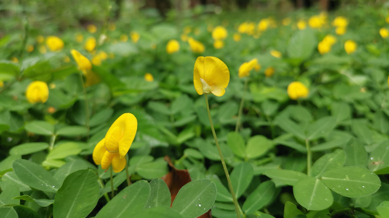 Perennial peanut as groundcover