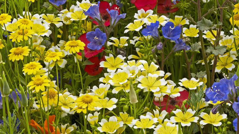 poached egg plants with wildflowers