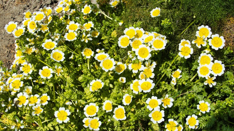 spreading poached egg plants