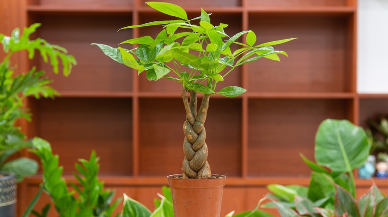 small braided money tree